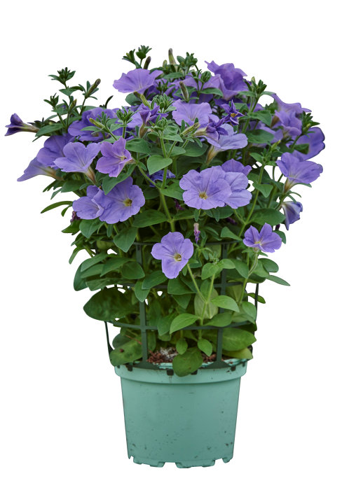 Petunia i 17 cm potte